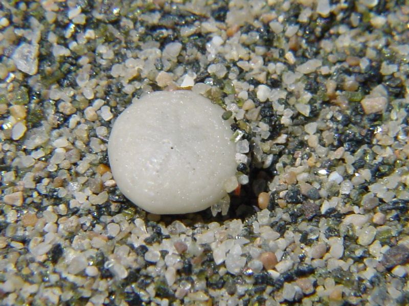 Echinocyamus pusillus (O. F. Mller, 1776) - (teca)